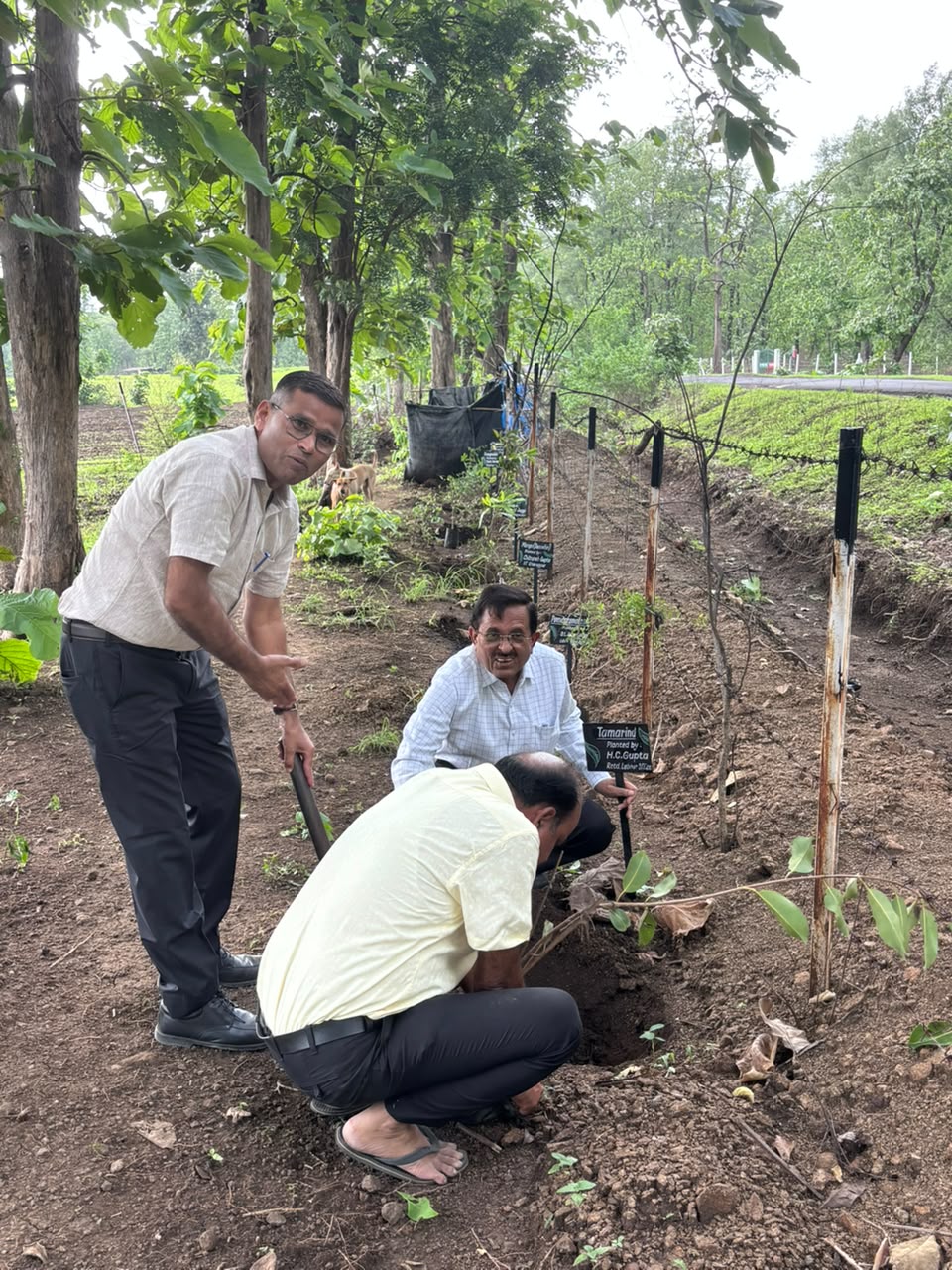 A tamarind sapling being planted, tagged with its planter's name